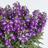 Alonia™ Big Blue