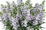 Alonia™ Big Bicolor Purple