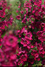 Alonia™ Big Cherry