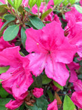 Encore Azalea - Autumn Sangria