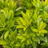 Illicium parviflorum BananAppeal®
