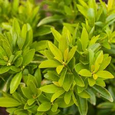 Illicium parviflorum BananAppeal®