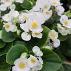 BIG® | White with Green Leaf Begonia