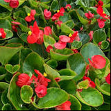 BIG® | Red with Green Leaf Begonia