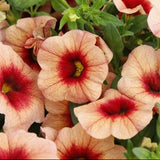 Calibrachoa Bloomtastic Peach Grenadine
