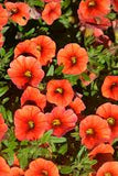 Calibrachoa Aloha Kona Orange Zest