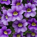 Calibrachoa Bloomtastic Blue Sky