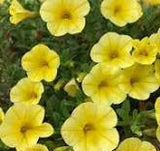 Calibrachoa Bloomtastic Yellow