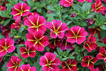 Calibrachoa Colibri™ Pink Bling