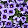 Calibrachoa Eyeconic™ Purple