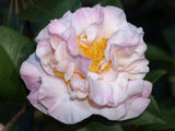 Camellia - High Fragrance