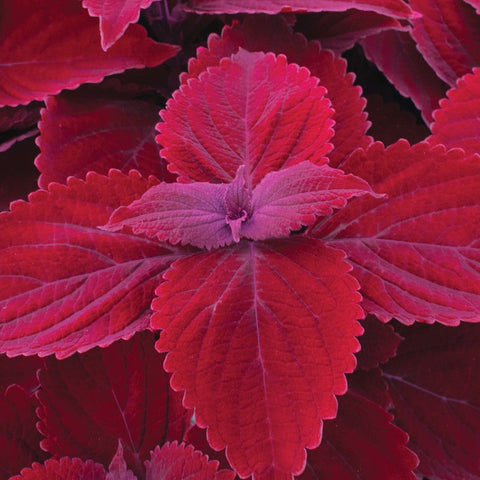 Coleus Main Street Beale Street