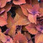 Coleus Main Street Wall Street
