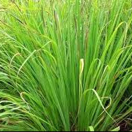 Cymbopogon Citratus Lemon Grass