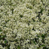 Euphorbia Star Dust® Super Flash