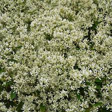 Euphorbia Star Dust® Super Flash