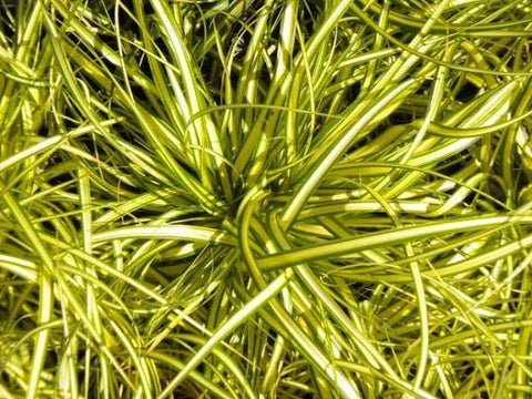Carex oshimensis "Evergold"