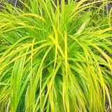 Carex oshimensis EverColor® ‘Everillo’