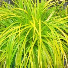 Carex oshimensis EverColor® ‘Everillo’
