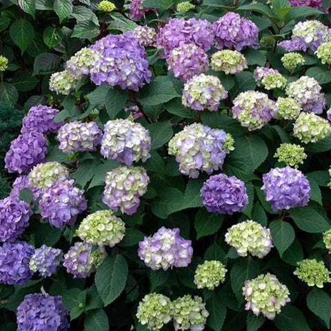 Endless Summer Hydrangea - Bloomstruck