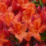 Native Azalea - Mooshatanio