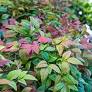 Blush Pink™ Nandina domestica