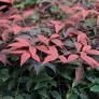 Flirt™ Nandina domestica