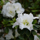 Perfecto Mundo® Azalea Double White