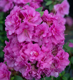 Perfecto Mundo® Azalea Double Purple