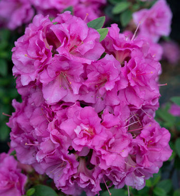 Perfecto Mundo® Azalea Double Purple