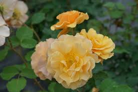 Rise Up Amberness® - Rose - Rosa