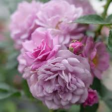 Rise Up Lilac Days® - Rose - Rosa