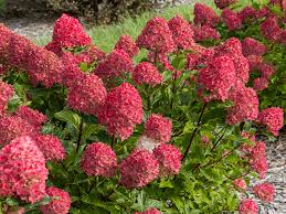 Spring Sizzle® Panicle Hydrangea