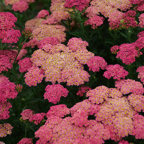 Yarrow - Sassy Summer Taffy