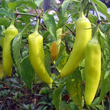 Sweet Pepper - Banana