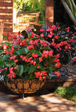 Begonia - Whopper Red with Green Leaves