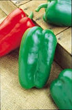 Sweet Bell Pepper - Big Bertha