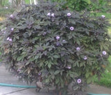 Sweet Potato Vine - Blackie