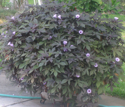 Sweet Potato Vine - Blackie