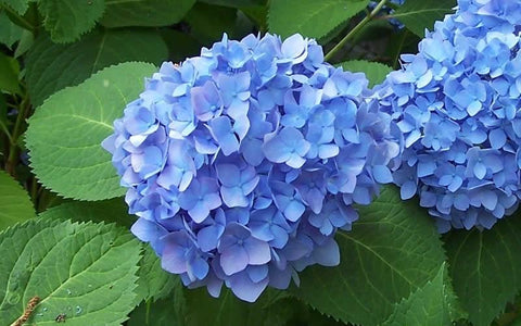 Endless Summer Hydrangea - Bloomstruck