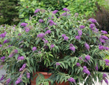 Butterfly Bush - Purple Haze
