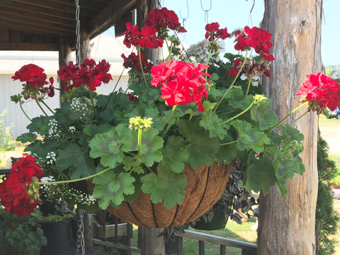 16" Coco Hanging Basket