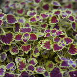 Coleus - Burgundy Wedding Train