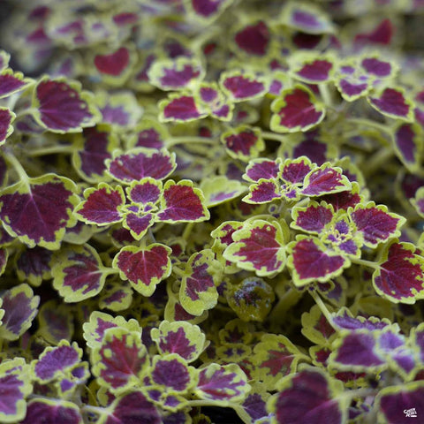 Coleus - Burgundy Wedding Train