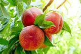 Peach - Contender