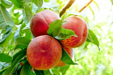 Peach - Contender