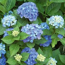 Endless Summer Hydrangea - The Original