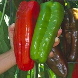 Sweet Pepper - Giant Marconi