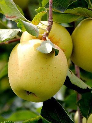 Apple - Yellow Delicious