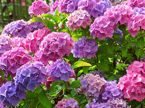 Hydrangea - Merritt's Supreme